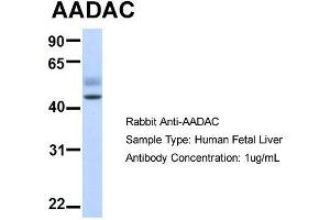 Image no. 1 for anti-Arylacetamide Deacetylase (Esterase) (AADAC) (N-Term) antibody (ABIN2782106)