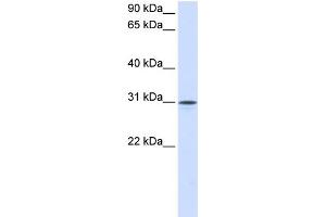 Image no. 1 for anti-Neuroplastin (NPTN) (Middle Region) antibody (ABIN2782786)