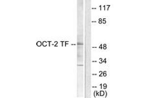 Image no. 1 for anti-POU domain, class 2, transcription factor 2 (POU2F2) (AA 1-50) antibody (ABIN1533362)