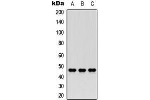 Image no. 1 for anti-CCR4 Carbon Catabolite Repression 4-Like (CCRN4L) (Center) antibody (ABIN2706702)