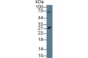 Western Blot; Sample: Human 293T cell lysate; Primary Ab: 1µg/ml Rabbit Anti-Human PTTG1 Antibody Second Ab: 0.