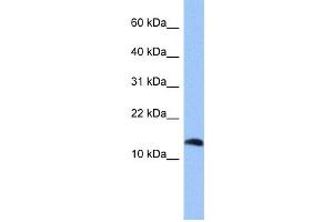 Image no. 1 for anti-Parathyroid Hormone 2 (PTH2) (Middle Region) antibody (ABIN2785359)