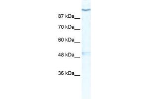Image no. 1 for anti-Potassium Voltage-Gated Channel, Subfamily H (Eag-Related), Member 6 (KCNH6) (Middle Region) antibody (ABIN2776314)