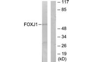 Image no. 1 for anti-Forkhead Box J1 (FOXJ1) (AA 271-320) antibody (ABIN1534049)
