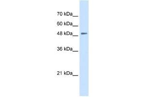 SLC43A2 抗体  (N-Term)