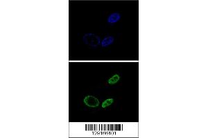 Image no. 3 for anti-Nuclear Receptor Subfamily 0, Group B, Member 2 (NR0B2) (AA 56-83) antibody (ABIN655027)