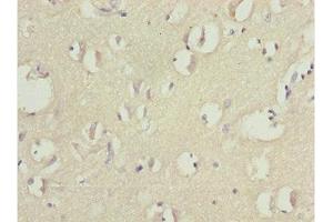 Immunohistochemistry of paraffin-embedded human brain tissue using ABIN7165175 at dilution of 1:100