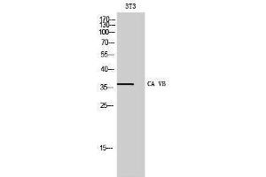 Image no. 1 for anti-Carbonic Anhydrase VB, Mitochondrial (CA5B) (C-Term) antibody (ABIN3183597)