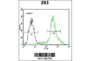 Image no. 2 for anti-Catenin (Cadherin-Associated Protein), beta 1, 88kDa (CTNNB1) (AA 78-106), (N-Term) antibody (ABIN1881239)