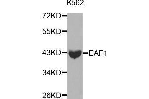 Image no. 1 for anti-ELL Associated Factor 1 (EAF1) antibody (ABIN1512845)