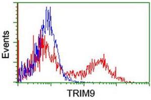 Image no. 3 for anti-Tripartite Motif Containing 9 (TRIM9) (AA 284-669) antibody (ABIN1491328)