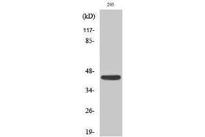 Image no. 1 for anti-Natural Cytotoxicity Triggering Receptor 1 (NCR1) (Internal Region) antibody (ABIN3185915)