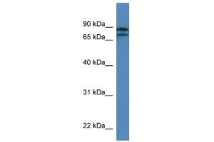 Image no. 1 for anti-Kelch-Like 22 (KLHL22) (N-Term) antibody (ABIN926565)