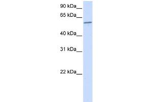 Image no. 1 for anti-Protein Phosphatase 3, Catalytic Subunit, alpha Isoform (PPP3CA) (N-Term) antibody (ABIN2784523)