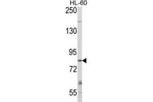 Cbl Proto-Oncogene B, E3 Ubiquitin Protein Ligase Antibodies