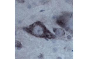Image no. 8 for anti-Contactin 1 (CNTN1) antibody (ABIN350243)