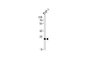 Image no. 2 for anti-PYD and CARD Domain Containing (PYCARD) (AA 129-158), (C-Term) antibody (ABIN657783)