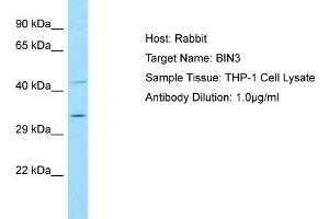 Image no. 1 for anti-Bridging Integrator 3 (BIN3) (N-Term) antibody (ABIN2774417)