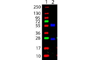 Western Blotting (WB) image for Goat anti-Mouse IgG antibody (DyLight 488) - Preadsorbed (ABIN6699005)