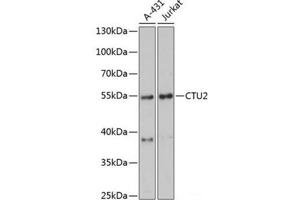 CTU2 anticorps