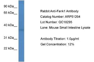 Image no. 2 for anti-Fibronectin Type III and Ankyrin Repeat Domains 1 (FANK1) (Middle Region) antibody (ABIN2784488)