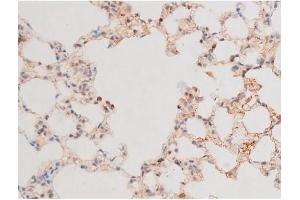 Image no. 3 for anti-GATA Binding Protein 4 (GATA4) (pSer262) antibody (ABIN6256227)