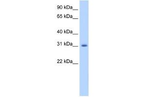 Image no. 1 for anti-Apolipoprotein B mRNA Editing Enzyme, Catalytic Polypeptide-Like 2 (APOBEC2) (N-Term) antibody (ABIN629998)