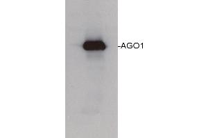 Image no. 1 for anti-Eukaryotic Translation Initiation Factor 2C, 1 (EIF2C1) (N-Term) antibody (ABIN488536)
