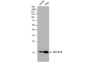 Image no. 2 for anti-BCL2-Like 10 (Apoptosis Facilitator) (BCL2L10) (Internal Region) antibody (ABIN2856828)