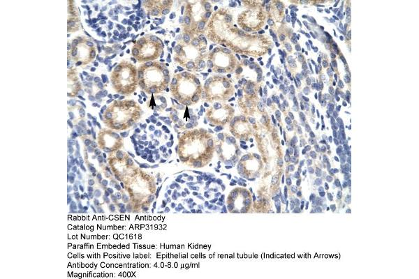 DREAM antibody  (N-Term)