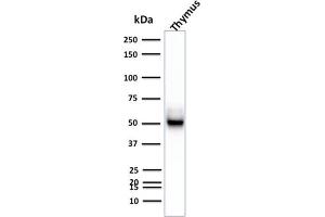 anti-Keratin 15 (KRT15) antibody
