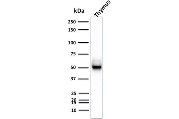 KRT15 anticorps