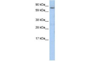 Image no. 1 for anti-CCAAT/enhancer Binding Protein (C/EBP), zeta (CEBPZ) (N-Term) antibody (ABIN2792550)