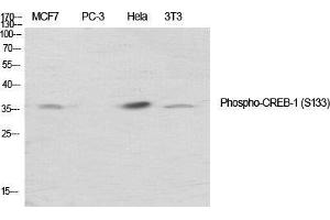 Image no. 2 for anti-cAMP Responsive Element Binding Protein 1 (CREB1) (pSer133) antibody (ABIN3181974)