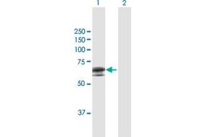 Image no. 1 for anti-Adenomatosis Polyposis Coli Down-Regulated 1 (APCDD1) (AA 1-514) antibody (ABIN530931)