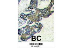 Image no. 1 for anti-Mitogen-Activated Protein Kinase 1 (MAPK1) (AA 316-345), (C-Term) antibody (ABIN1882175)