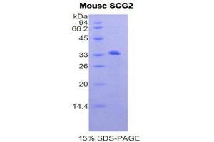 Image no. 1 for Secretogranin II (SCG2) (AA 342-609) protein (His tag) (ABIN1877615)