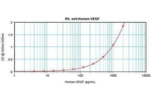 Image no. 3 for anti-Vascular Endothelial Growth Factor A (VEGFA) antibody (ABIN465403)