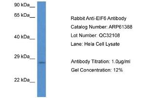 Image no. 1 for anti-Eukaryotic Translation Initiation Factor 6 (EIF6) (N-Term) antibody (ABIN2774313)
