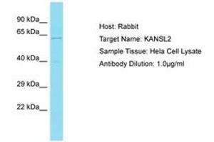 Image no. 1 for anti-KAT8 Regulatory NSL Complex Subunit 2 (KANSL2) (AA 35-84) antibody (ABIN6750617)