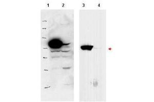 Western blot using  affinity purified anti-PBK1 antibody shows detection of over-expressed PBK1 in lysates from HeLa cells transfected with Flag-PBK1.