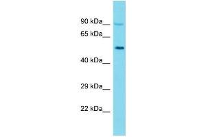 Image no. 1 for anti-Keratin 26 (KRT26) (C-Term) antibody (ABIN2791627)