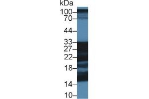 Image no. 1 for anti-Shisa Homolog 4 (SHISA4) (AA 28-197) antibody (ABIN5014309)