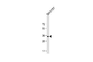 Anti-PRRT2 Antibody (Center) at 1:2000 dilution + SH-SY5Y whole cell lysate Lysates/proteins at 20 μg per lane.