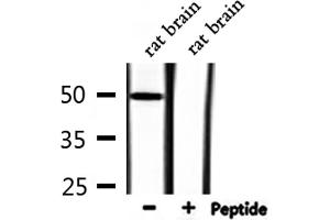 Image no. 4 for anti-Forkhead Box D3 (FOXD3) antibody (ABIN6257183)