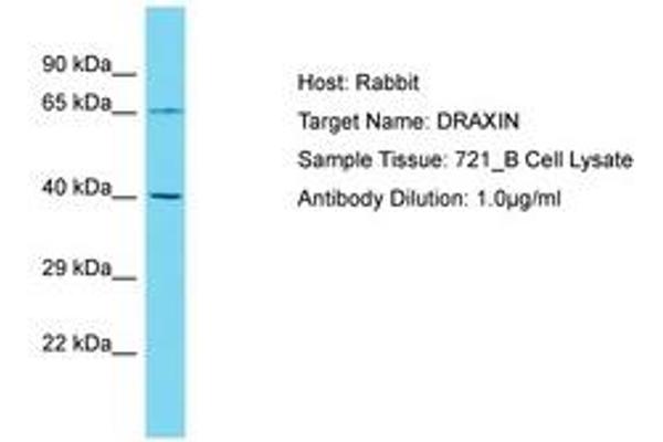 DRAXIN 抗体  (AA 227-276)