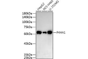 P4HA1 Antikörper  (AA 235-534)