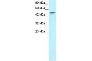 Image no. 3 for anti-T-Box 19 (TBX19) (N-Term) antibody (ABIN2779590)