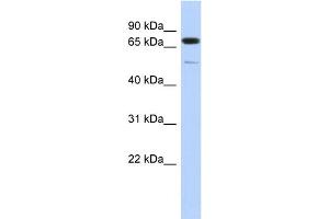 Image no. 1 for anti-Cyclin D Binding Myb-Like Transcription Factor 1 (DMTF1) (Middle Region) antibody (ABIN2776044)