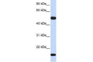 Image no. 1 for anti-Adenylosuccinate Synthase Like 1 (ADSSL1) (Middle Region) antibody (ABIN2783373)